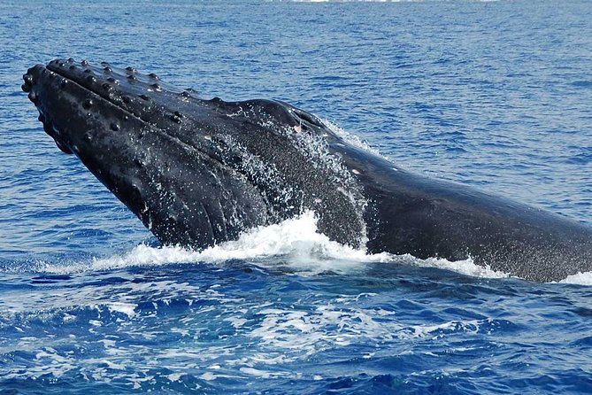 Whale Watching On The Big Island - Spinner dolphins and unexpected extras