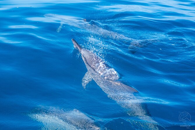 Whale watching on the preserved and quiet coast of Paea (Pk26) - What the four-hour outing is like