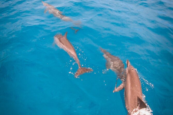 Whale watching on the preserved and quiet coast of Paea (Pk26) - Is $205.27 a fair price?