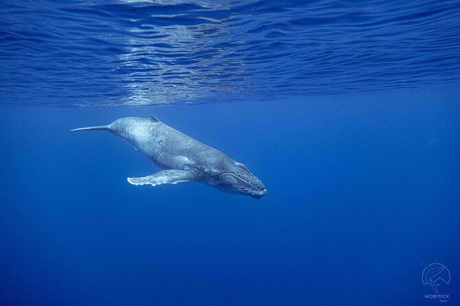 Whale watching on the preserved and quiet coast of Paea (Pk26) - The three boat options and what they mean
