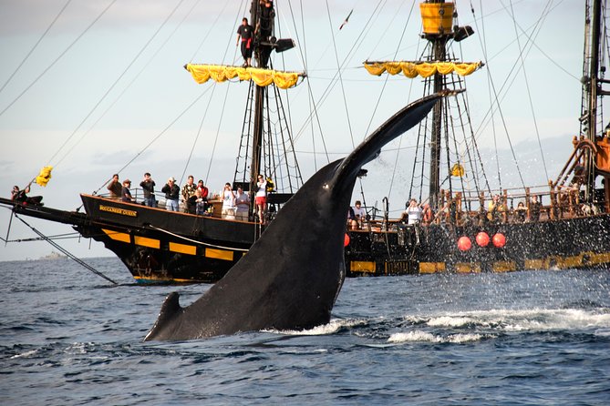 Whale-Watching Pirate Ship Cruise in Los Cabos - Price, group size, and the real value