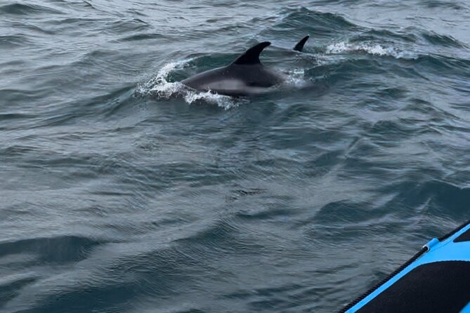 Whale Watching - RIB Boat Adventure in Kopavogur, Iceland - Comfort, weather, and what to consider