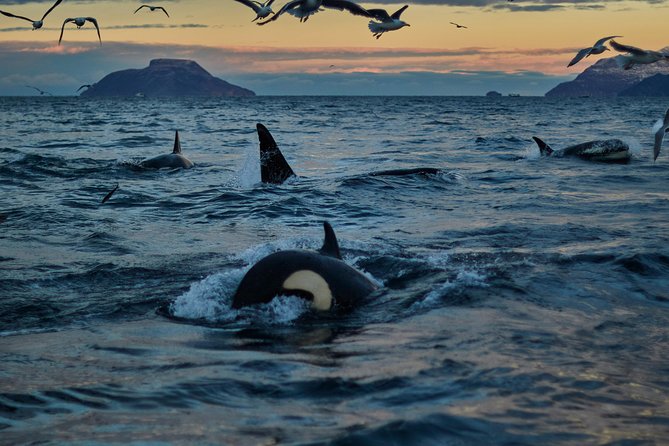 Whale Watching RIB Boat Tour in Skjervoy from Tromso - Why Skjervøy is worth the long ride