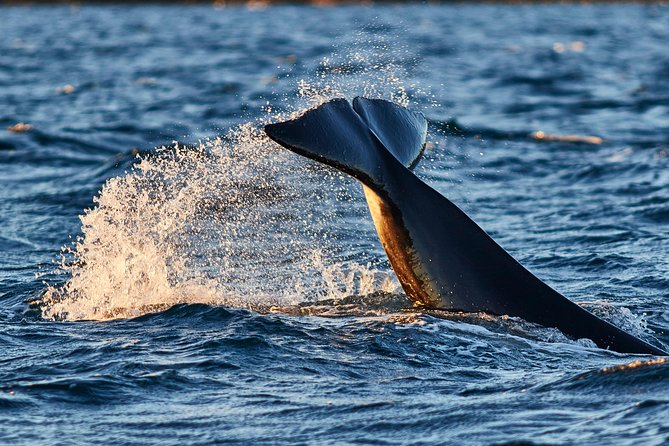 Whale Watching RIB Boat Tour in Skjervoy from Tromso - What the guides add to the day