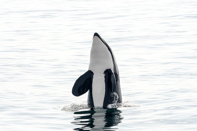 Whale Watching RIB Boat Tour in Skjervoy from Tromso - Staying warm in Arctic wind