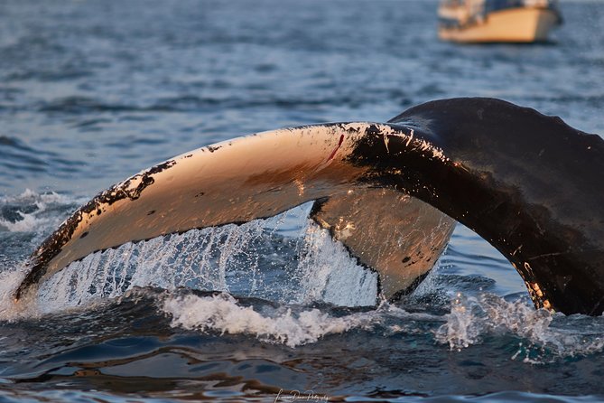 Whale Watching RIB Boat Tour in Skjervoy from Tromso - Sandwiches, hot drinks, and a rushed rhythm