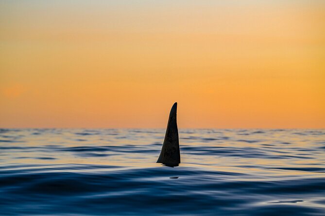 Whale Watching RIB Boat Tour in Skjervoy from Tromso - Is the $365.81 price good value?