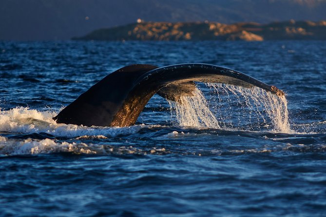 Whale Watching RIB Boat Tour in Skjervoy from Tromso - Who should book this Skjervøy whale tour?