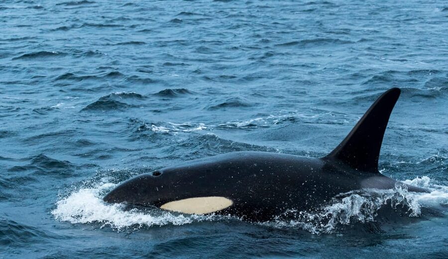 Whale Watching RIB Safari at Skjervøy - Why Skjervøy is the right place for a whale safari