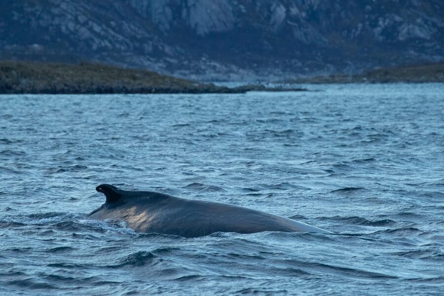Whale Watching RIB Safari at Skjervøy - Getting fitted for Arctic conditions