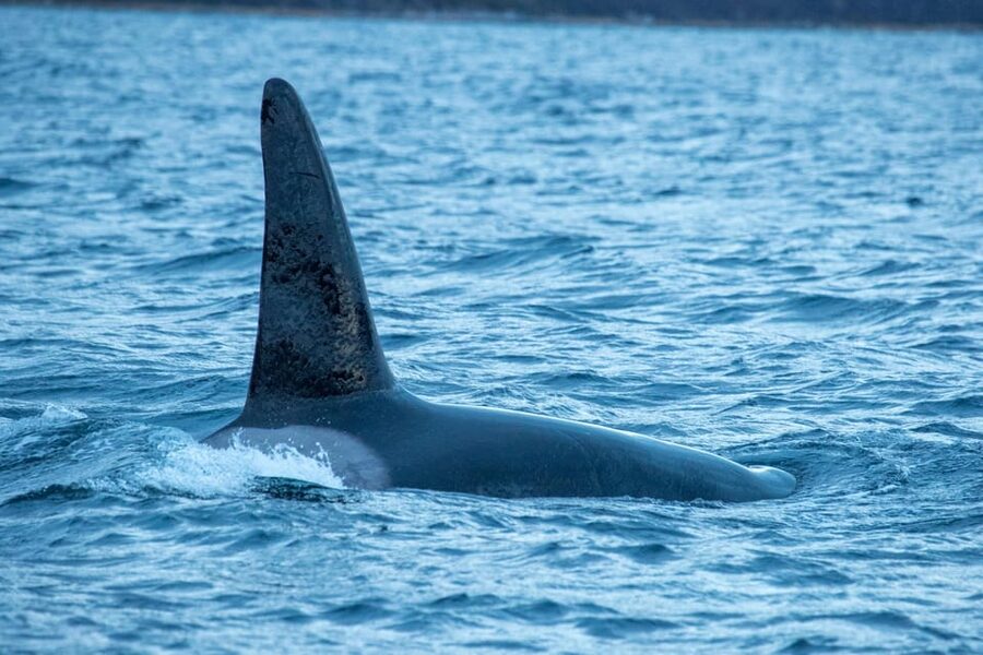 Whale Watching RIB Safari at Skjervøy - The scenery is more than a backdrop