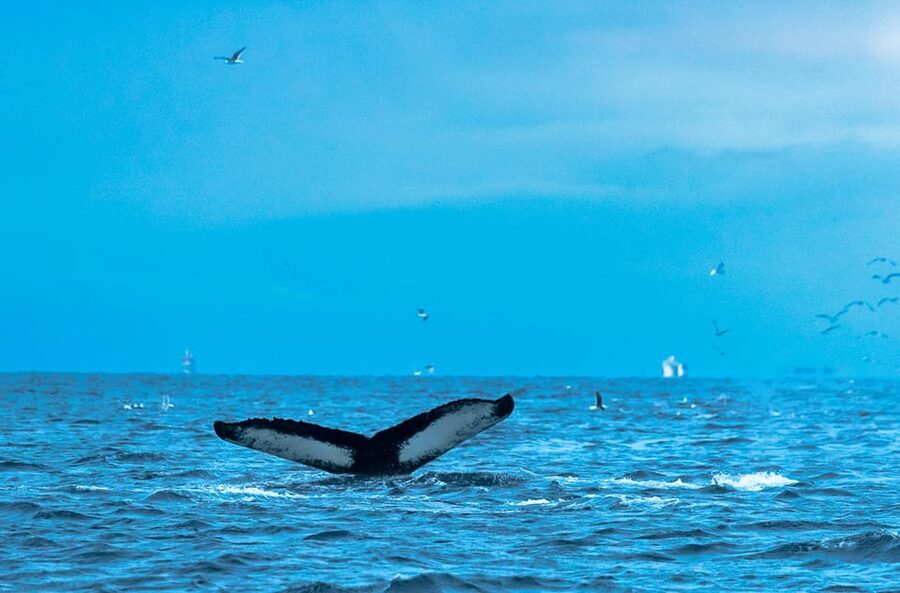 Whale Watching RIB Safari at Skjervøy - Who should book this RIB safari