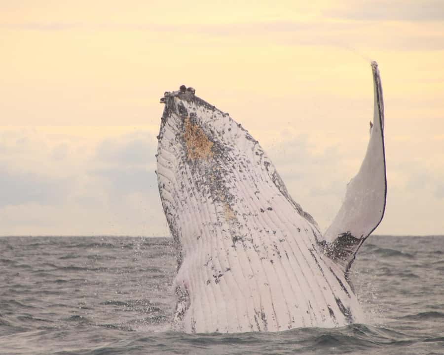 Whale Watching Safari Byron Bay - Key points to know before you book