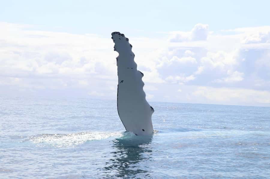 Whale Watching Safari Byron Bay - Why Byron Bay is a fine place to watch humpbacks