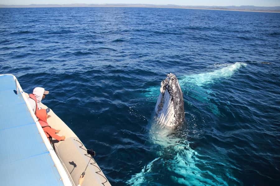 Whale Watching Safari Byron Bay - Apollo 2 and the value of 360-degree viewing