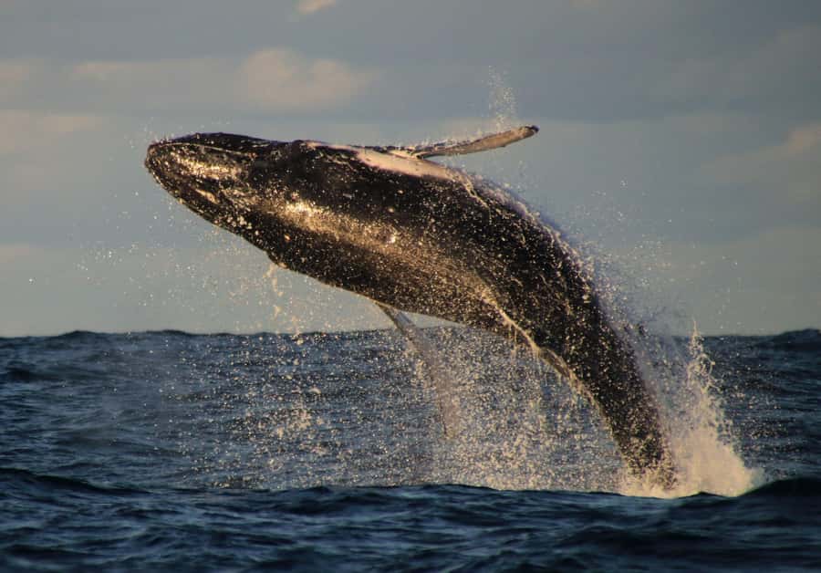 Whale Watching Safari Byron Bay - Starting at the Wild Byron office