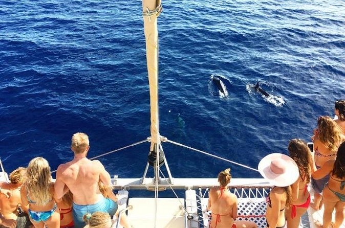 Whale Watching Sail in Honolulu with Open Bar - Who will enjoy this catamaran most
