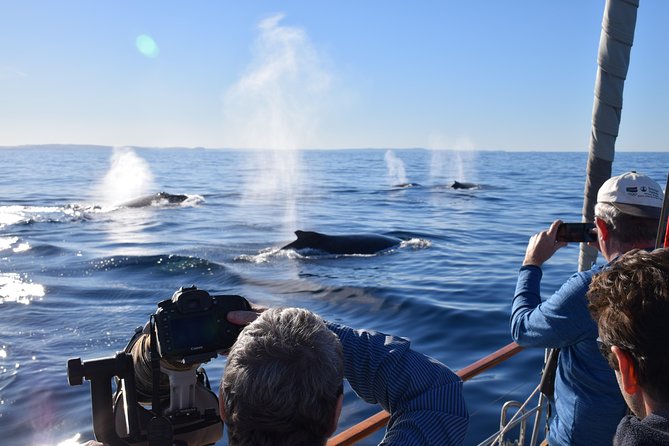 Whale Watching Sailing Experience in Sydney - Key points to know before you book
