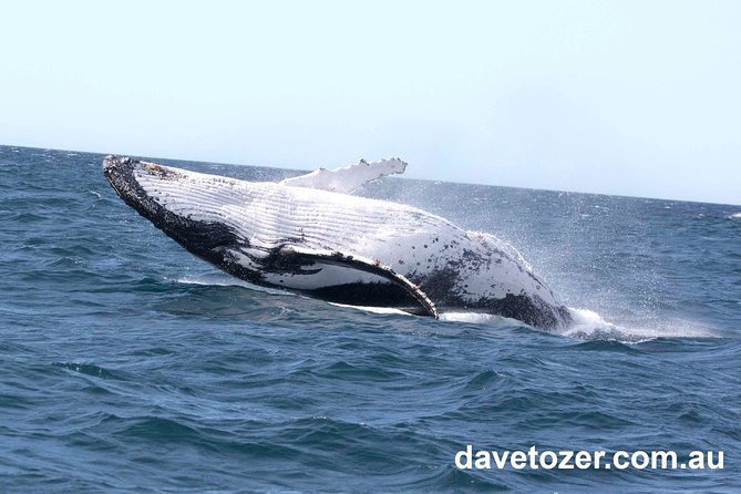 Whale Watching Sailing Experience in Sydney - What makes the whale sightings memorable