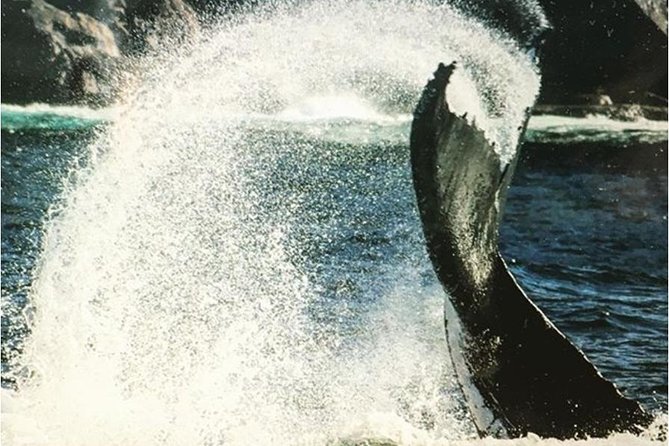 Whale Watching Sailing Experience in Sydney - Is the small-group price good value?