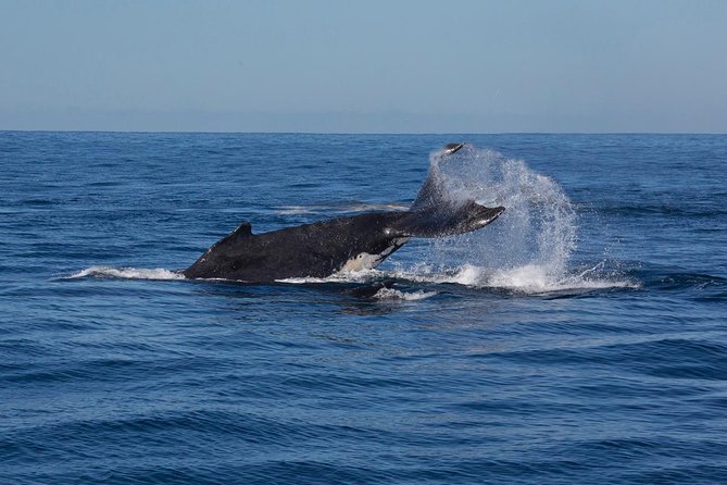 Whale Watching Sailing Experience in Sydney - Practical details at Rose Bay