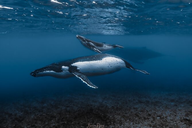 Whale Watching Shared Half Day - Key points at a glance