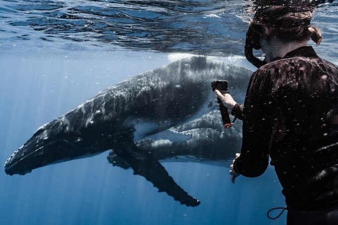 Whale Watching Shared Half Day - The possible swim is thrilling, but never guaranteed