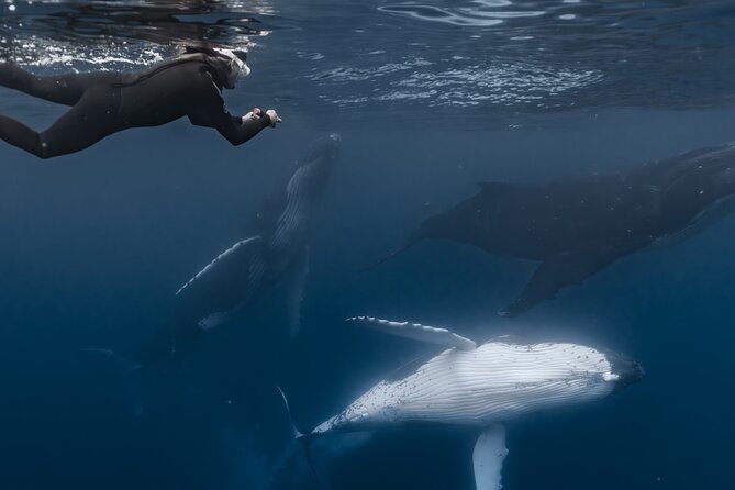 Whale Watching Shared Half Day - The crew is part of the value