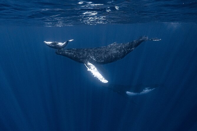 Whale Watching Shared Half Day - Comfort, fitness, and what to prepare for