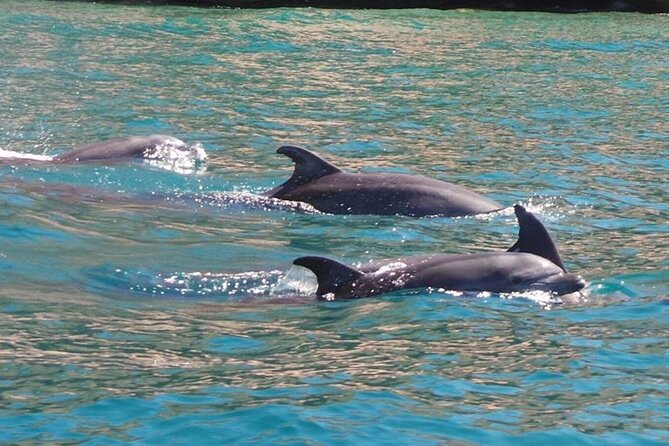 Whale Watching Snorkel Combo - When the whale watching becomes the whole morning