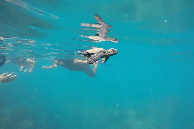 Whale Watching Snorkel Combo - A quieter reef and schools of tropical fish