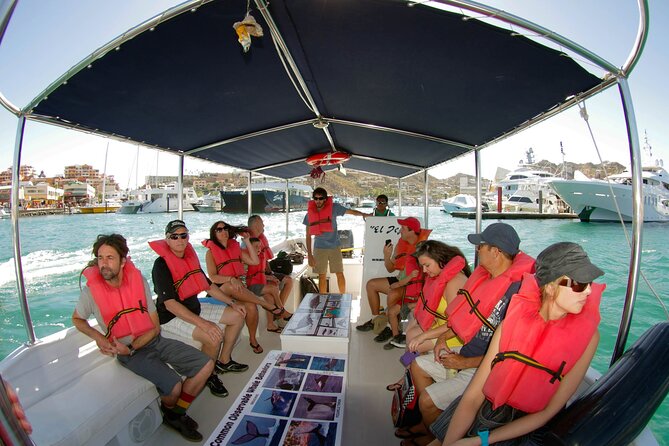 Whale Watching Snorkel Combo - What $175 buys you