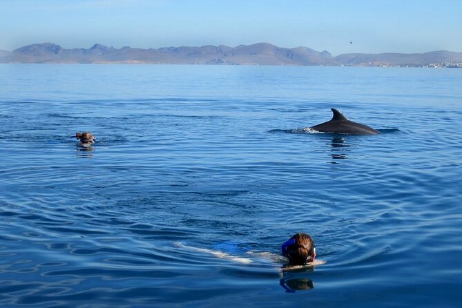 Whale Watching Snorkel Combo - Small-group comfort and guide style