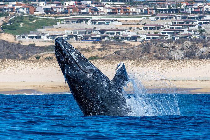 Whale Watching & Snorkeling Combo in Los Cabos with Photos Included - Photos, food, and the $125 price