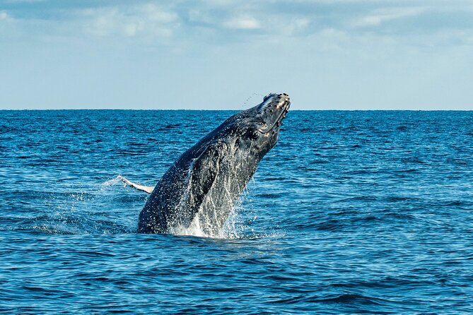 Whale Watching & Snorkeling Combo in Los Cabos with Photos Included - The best time to choose this experience