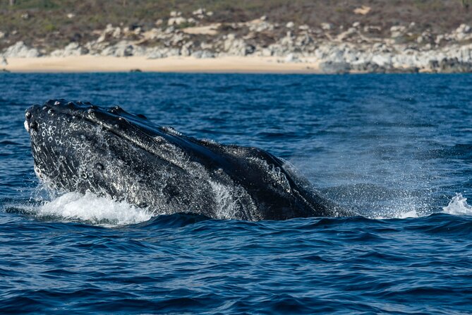 Whale Watching & Snorkeling Combo in Los Cabos with Photos Included - Who will enjoy this Cabo excursion
