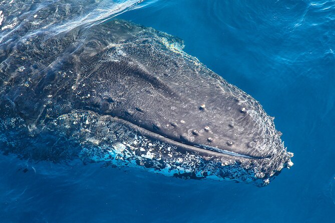 Whale Watching Sydney 2-Hour Express Cruise - Key Points Before You Book