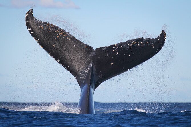 Whale Watching Sydney 2-Hour Express Cruise - Leaving Circular Quay for the Pacific