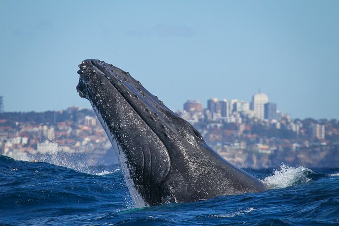 Whale Watching Sydney 2-Hour Express Cruise - Sea Conditions and Motion Sickness