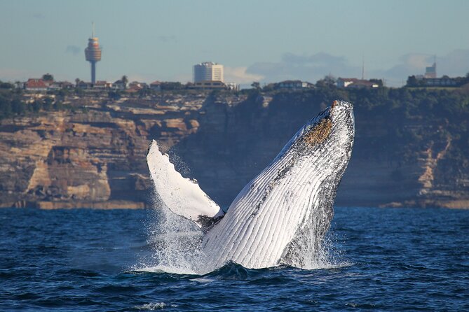Whale Watching Sydney 2-Hour Express Cruise - Who Will Enjoy This Cruise Most