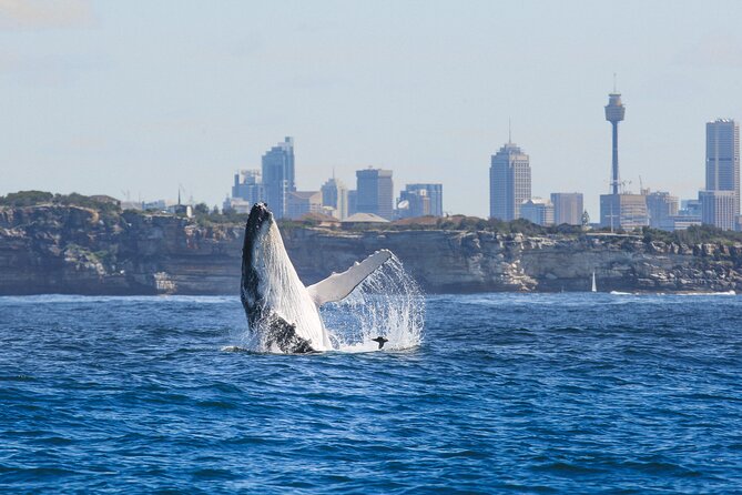 Whale Watching Sydney 2-Hour Express Cruise - Three Decks, Indoor Seating, and the Best Place to Stand