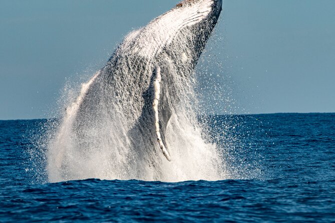 Whale Watching Sydney - The harbor departure gives you a useful Sydney view