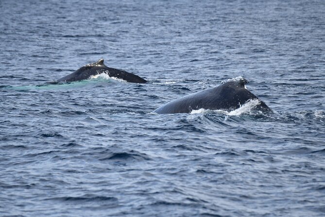 Whale Watching Sydney - The two-hour promise needs a careful reading
