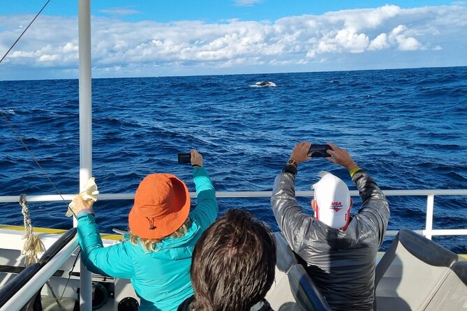 Whale Watching Sydney - What the $61.09 price buys you