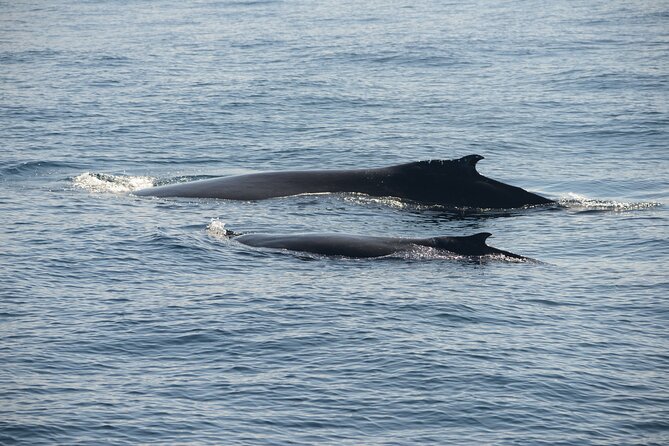 Whale Watching Sydney - Cancellation and weather rules