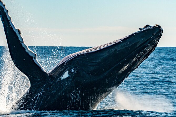 Whale Watching Sydney - Open-water whale watching is the main event