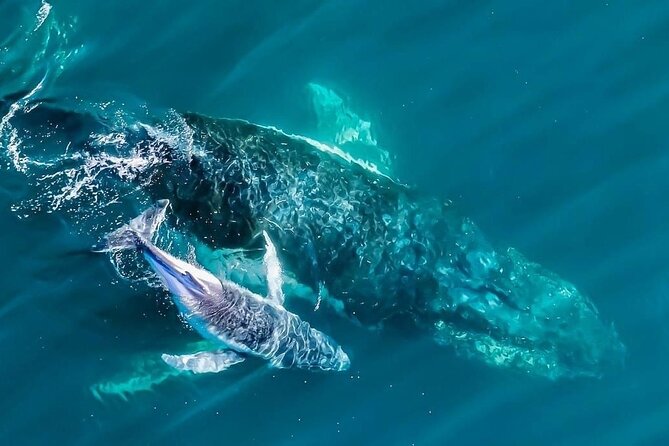 Whale Watching Terrigal - Key points before you book