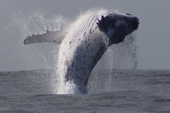 Whale Watching Terrigal - Why this Terrigal trip feels different from a large cruise