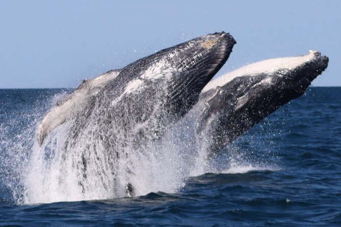 Whale Watching Terrigal - Forresters Beach and the search for movement
