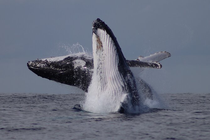 Whale Watching Terrigal - What the guides add to the hour